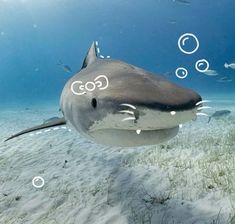 a shark swimming in the ocean with bubbles coming out of it's mouth and words written on its face