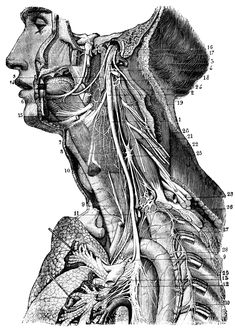 an illustration of the head and neck in black and white, with various branches attached to it