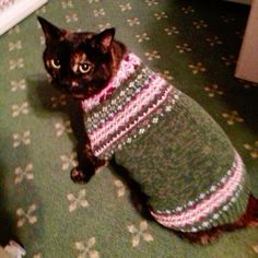 a cat wearing a sweater sitting on the floor