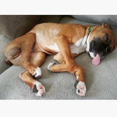 a brown and white dog laying on top of a couch next to its tongue hanging out