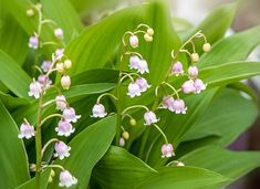 7 Ground Cover Plants You Should Never Grow in Your Yard, According to Experts Growing Lilies, Soil Erosion, Plant Help, Ground Cover Plants, My Secret Garden, Flower Quotes, Month Flowers