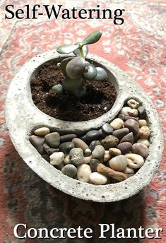 a small potted plant sitting on top of a table next to rocks and dirt