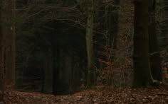 a forest filled with lots of trees covered in leaves and brown leaves on the ground