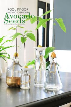 several glass vases with plants in them on a table