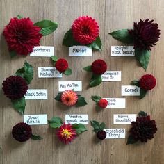 the flowers are labeled with names for each type of blooming plant in this display