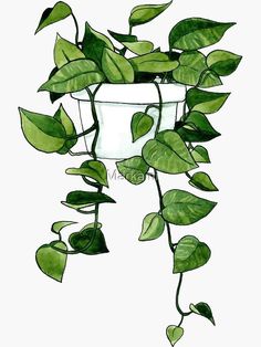 a drawing of a potted plant with green leaves hanging from it's sides