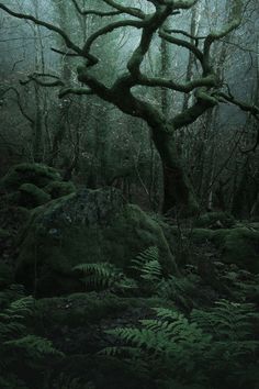 an old tree in the middle of a forest with moss growing on it's branches