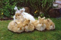 three fluffy rabbits are sitting in the grass