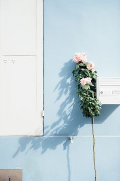 a plant growing out of the side of a blue wall