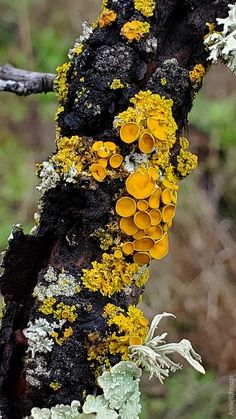 yellow and white lichens on a tree branch