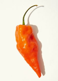 a single orange pepper on a white background