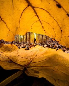 a person standing in the middle of a leaf covered forest with yellow leaves on it