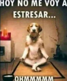 a dog sitting in the middle of a yoga pose with words above it that read, hey no me voy a estresar oh mmmm