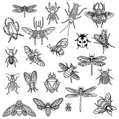 different kinds of bugs and insects drawn in black ink on white paper, each with an insect