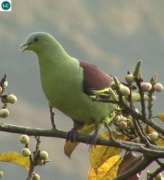 a green bird perched on top of a tree filled with leaves and berries, next to the sky