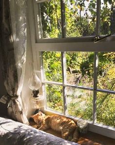 an orange cat laying on top of a bed next to a window