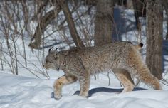 a lynx walking through the snow in front of some trees