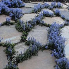 blue flowers are growing on the stone walkway