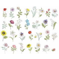 an assortment of flowers are shown on a white background, including daisies and other wildflowers