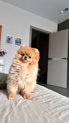 a small brown dog sitting on top of a bed