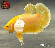 an orange and white fish swimming on top of a body of water with the words pk - 02 below it