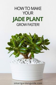 a potted plant sitting on top of a table next to the words how to make your jade plant grow faster