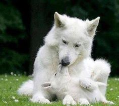 a white dog is sitting in the grass with its paws on it's face