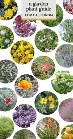 a collage of different plants and flowers with text overlay that reads, a garden plant guide for california