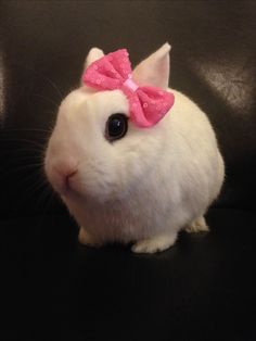 a white rabbit with a pink bow on its head sitting on a black leather chair