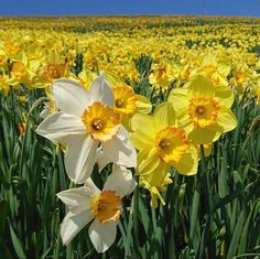 yellow and white daffodils blooming in a field