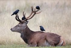 two birds are perched on the antlers of a deer's head in a field