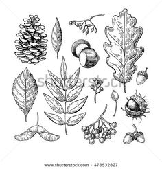 hand drawn illustration of different types of leaves and acorns on a white background