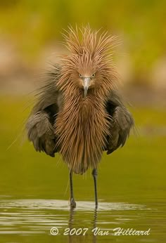 an emu is standing in the water with its head turned to look like it's getting wet