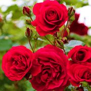 red roses are blooming in the garden