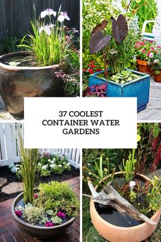 several different types of plants and flowers in pots with text overlay that reads 37 coolest container water gardens