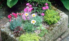 some flowers are growing out of a stone planter on the sidewalk in front of green plants