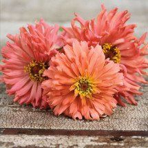 three pink flowers sitting on top of a cement slab