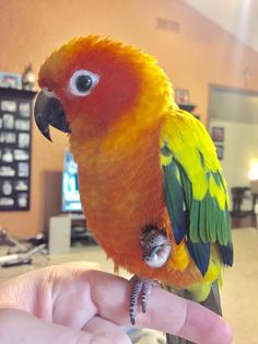 a colorful bird perched on top of a persons finger