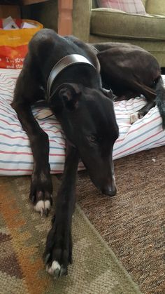 a black dog laying on top of a pillow