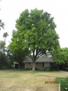 a large tree in front of a house