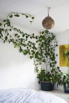 some plants are hanging from the ceiling in a bedroom