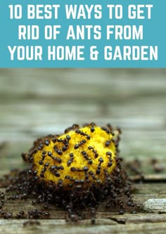 the top 10 best ways to get rid of ants from your home and garden