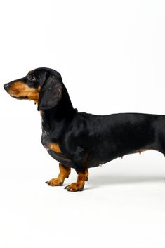 a black and brown dachshund standing in front of a white background