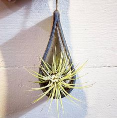 an air plant hanging from the side of a wall