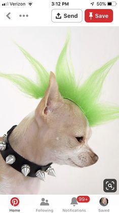 a small dog with green hair and spikes on it's head