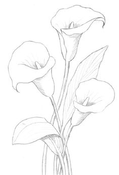 a drawing of three flowers in a vase