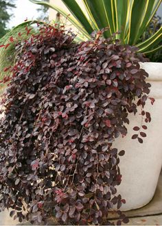 a large potted plant with purple flowers in it