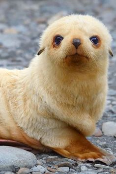 a baby seal sitting on top of a rock covered ground