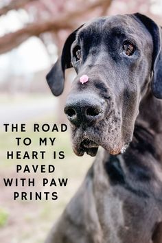 a black dog is looking at the camera with its tongue hanging out and it's saying, the road to my heart is paved with paw prints