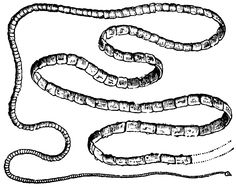 an image of a snake that is drawn in black and white, with the tail curled up